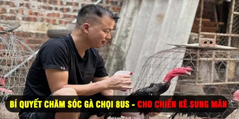 Bí Quyết Chăm Sóc Gà Chọi 8US - Cho Chiến Kê Sung Mãn