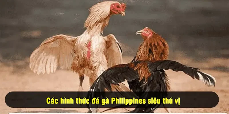 Các hình thức đá gà Philippines siêu thú vị