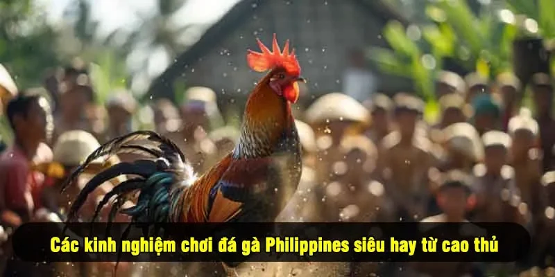 Các kinh nghiệm chơi đá gà Philippines siêu hay từ cao thủ