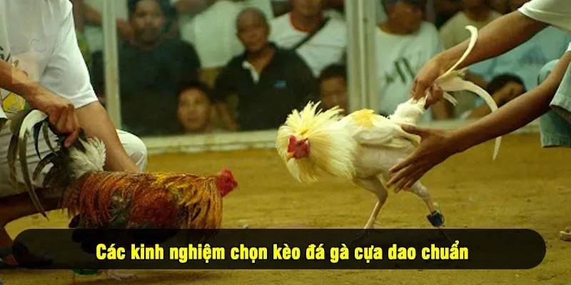 Các kinh nghiệm chọn kèo đá gà cựa dao chuẩn