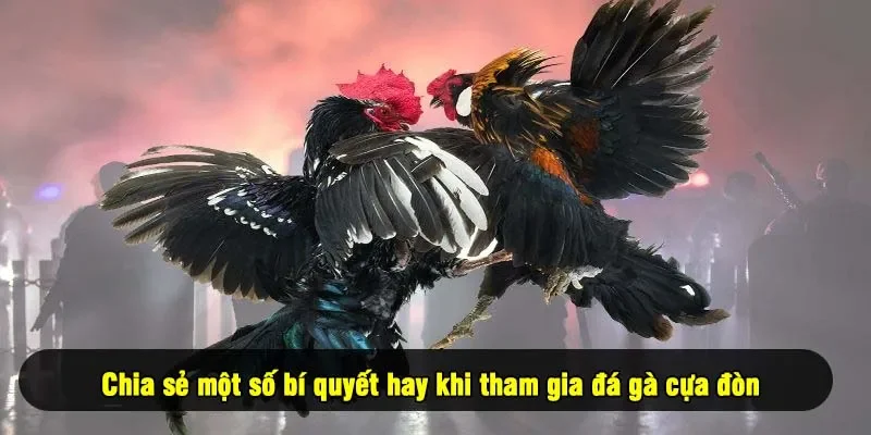Chia sẻ một số bí quyết hay khi tham gia đá gà cựa đòn