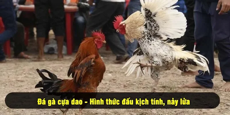 Đá gà cựa dao - Hình thức đấu kịch tính, nảy lửa