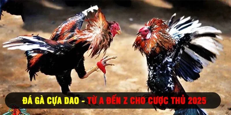 Đá gà cựa dao từ a đến z cho cược thủ 2025
