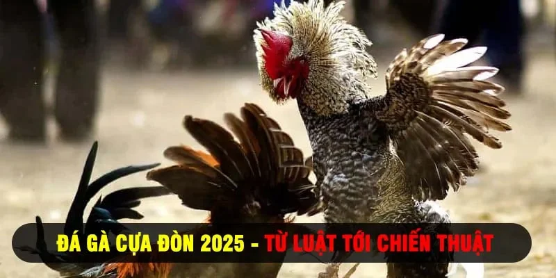 gà cựa đòn 2025 từ luật tới chiến thuật