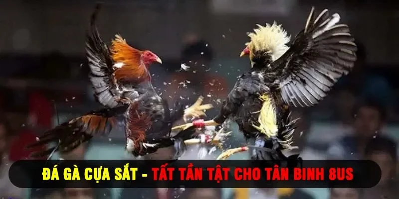đá gà cựa sắt tất tần tật cho tân binh 8us