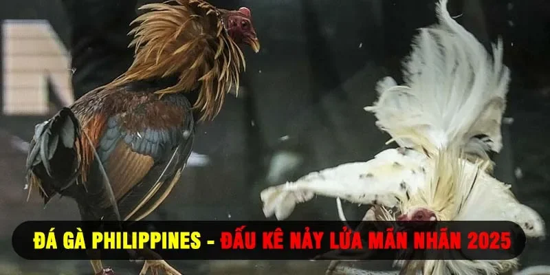 Đá Gà Philippines - Đấu Kê Nảy Lửa Mãn Nhãn 2025