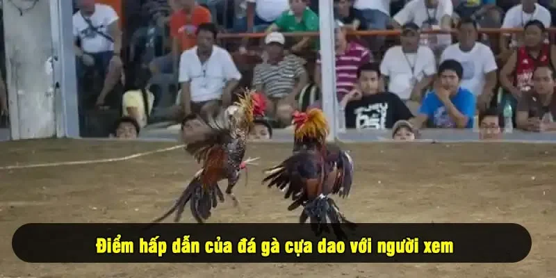 Điểm hấp dẫn của đá gà cựa dao với người xem