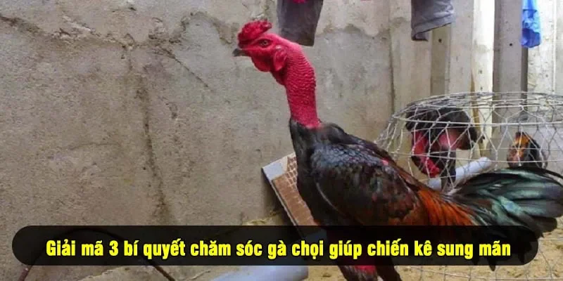 Giải mã 3 bí quyết chăm sóc gà chọi giúp chiến kê sung mãn