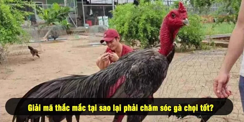 Giải mã thắc mắc tại sao lại phải chăm sóc gà chọi tốt?