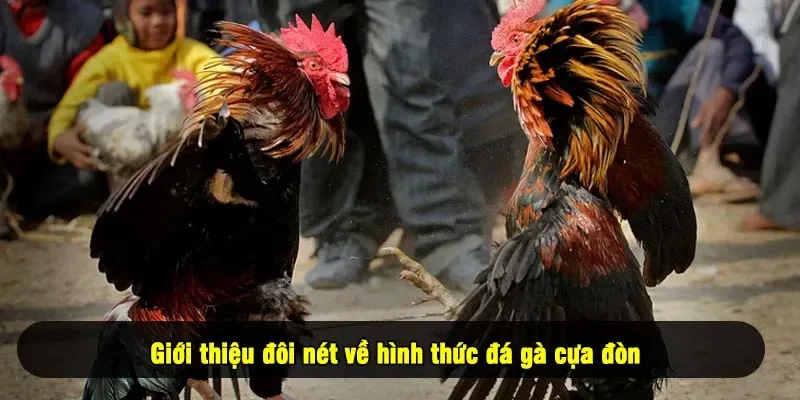 Giới thiệu đôi nét về hình thức đá gà cựa đòn