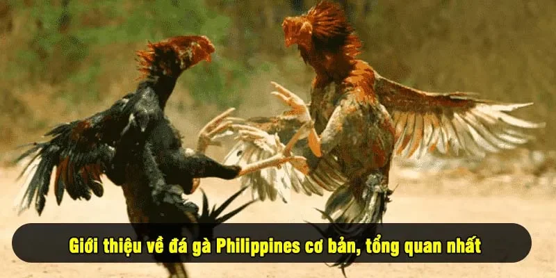 Giới thiệu về đá gà Philippines cơ bản, tổng quan nhất