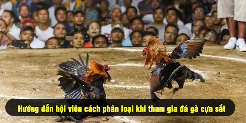 Hướng dẫn hội viên cách phân loại khi tham gia đá gà cựa sắt