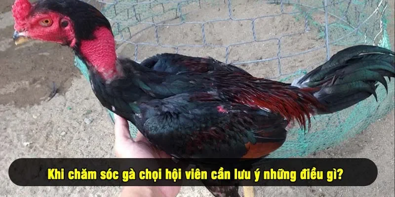 Khi chăm sóc gà chọi hội viên cần lưu ý những điều gì?