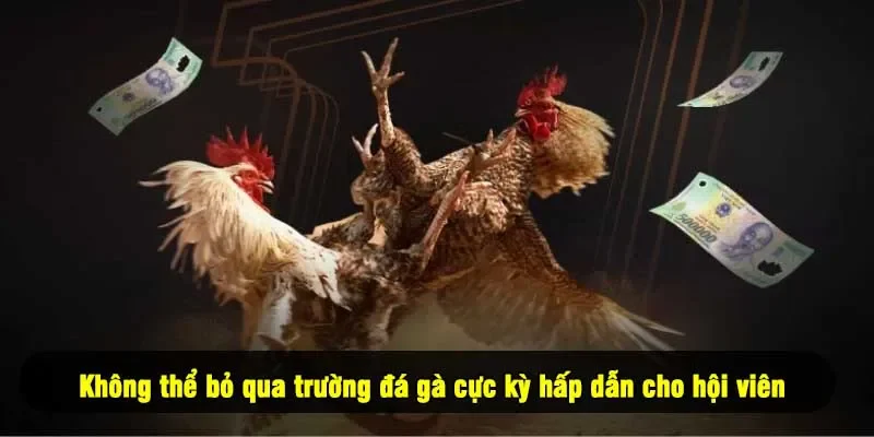 Không thể bỏ qua trường đá gà cực kỳ hấp dẫn cho hội viên