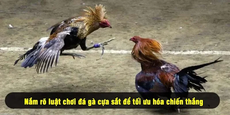 Nắm rõ luật chơi đá gà cựa sắt để tối ưu hóa chiến thắng