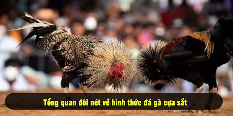 Tổng quan đôi nét về hình thức đá gà cựa sắt